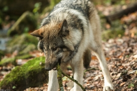 Pup6m15MuensterKati_Aragorn-35