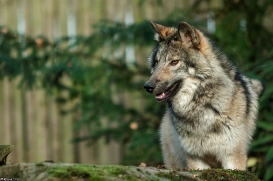 Pup6m15MuensterKati_Aragorn-40