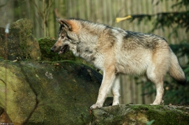 Pup6m15MuensterKati_Aragorn-41