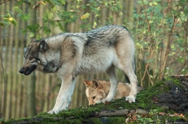 Pup6m15MuensterKati_Aragorn-47