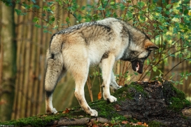 Pup6m15MuensterKati_Aragorn-53