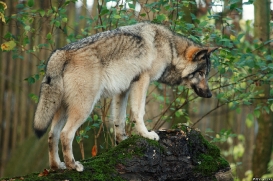 Pup6m15MuensterKati_Aragorn-81