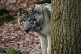 Pup6m15MuensterKati_Aragorn-83