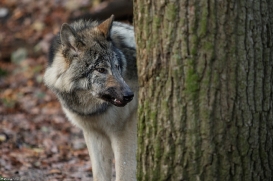 Pup6m15MuensterKati_Aragorn-85
