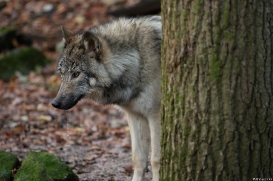 Pup6m15MuensterKati_Aragorn-87