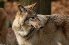 Pup6m15MuensterKati_Boromir-12