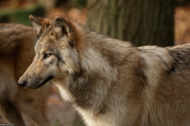 Pup6m15MuensterKati_Boromir-13