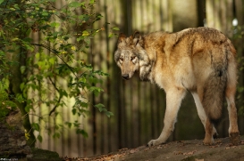 Pup6m15MuensterKati_Boromir-18