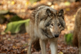 Pup6m15MuensterKati_Boromir-19