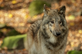Pup6m15MuensterKati_Boromir-20