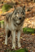 Pup6m15MuensterKati_Boromir-21