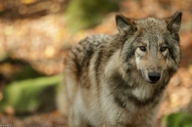 Pup6m15MuensterKati_Boromir-22