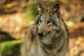 Pup6m15MuensterKati_Boromir-24