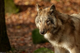 Pup6m15MuensterKati_Boromir-25