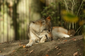 Pup6m15MuensterKati_Boromir-26