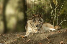 Pup6m15MuensterKati_Boromir-29