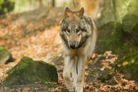 Pup6m15MuensterKati_Boromir-30