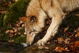 Pup6m15MuensterKati_Boromir-32