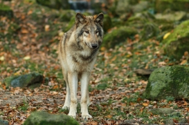 Pup6m15MuensterKati_Boromir-33