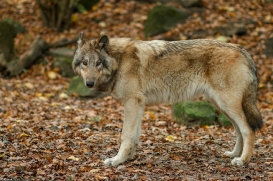 Pup6m15MuensterKati_Boromir-35
