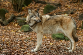 Pup6m15MuensterKati_Boromir-36
