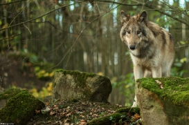 Pup6m15MuensterKati_Boromir-37