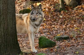 Pup6m15MuensterKati_Boromir-38
