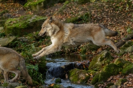 Pup6m15MuensterKati_Boromir-39