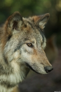 Pup6m15MuensterKati_Boromir-41