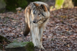Pup6m15MuensterKati_Boromir-42