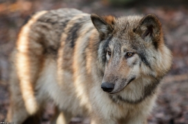 Pup6m15MuensterKati_Boromir-43