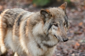 Pup6m15MuensterKati_Boromir-44