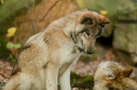 Pup6m15MuensterKati_Boromir-45