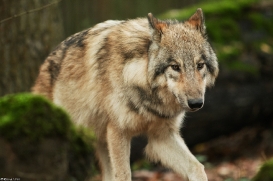Pup6m15MuensterKati_Boromir-46