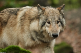 Pup6m15MuensterKati_Boromir-47