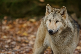 Pup6m15MuensterKati_Gandalf-01