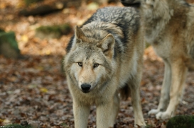 Pup6m15MuensterKati_Gandalf-03