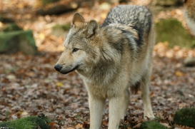 Pup6m15MuensterKati_Gandalf-04