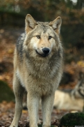 Pup6m15MuensterKati_Gandalf-07