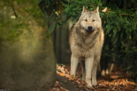 Pup6m15MuensterKati_Gandalf-10