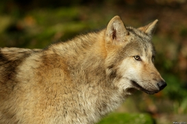 Pup6m15MuensterKati_Gandalf-11