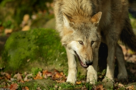 Pup6m15MuensterKati_Gandalf-15
