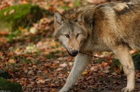 Pup6m15MuensterKati_Gandalf-19