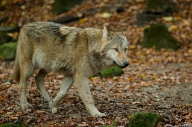 Pup6m15MuensterKati_Gandalf-20