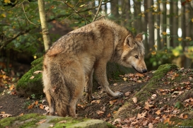 Pup6m15MuensterKati_Gandalf-22