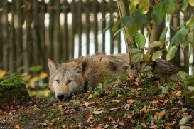 Pup6m15MuensterKati_Gandalf-24