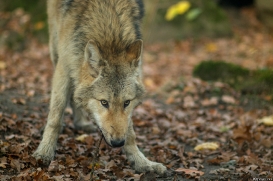 Pup6m15MuensterKati_Gandalf-27
