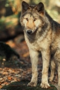 Pup6m15MuensterKati_Gandalf-29