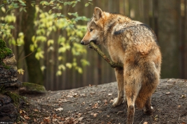 Pup6m15MuensterKati_Gandalf-33