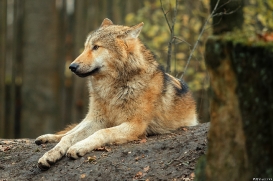 Pup6m15MuensterKati_Gandalf-39
